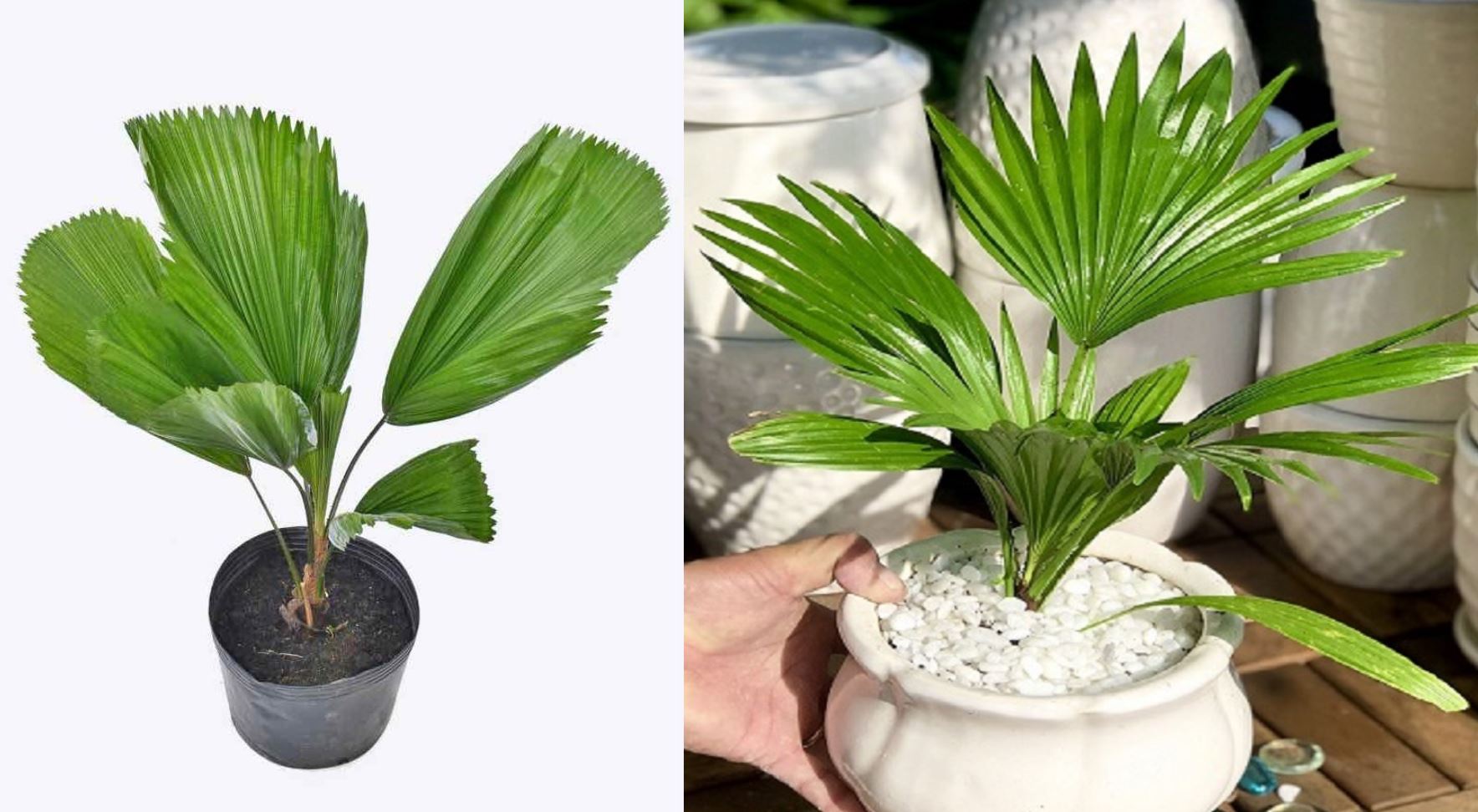 Cách trồng cây Kè Nhật cây Kè Nhật